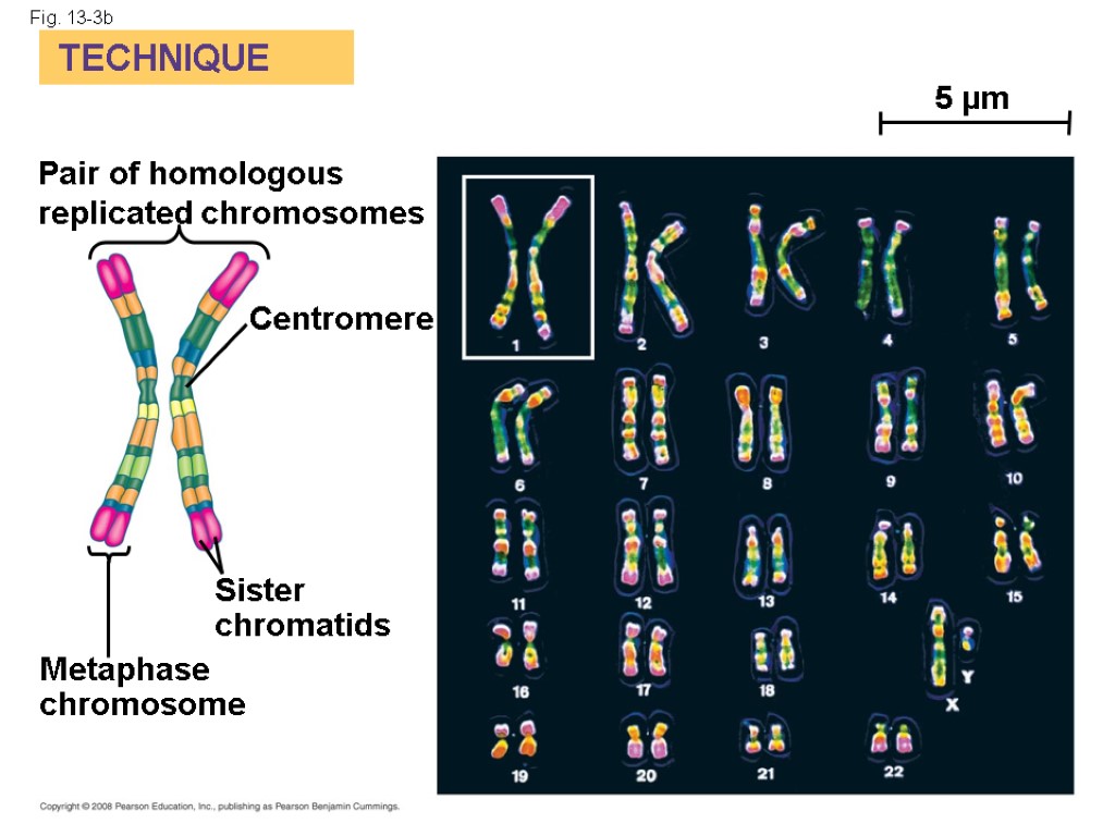 Fig. 13-3b TECHNIQUE Pair of homologous replicated chromosomes Centromere Sister chromatids Metaphase chromosome 5